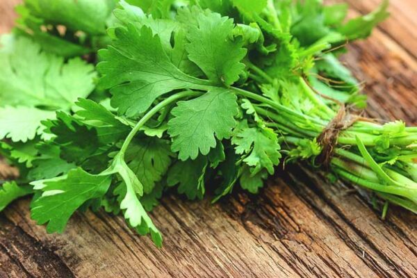 The benefits of coriander for health