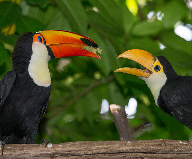 bird orange beak