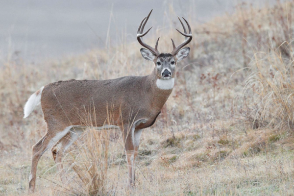 whitetail deer hunts in Arkansas