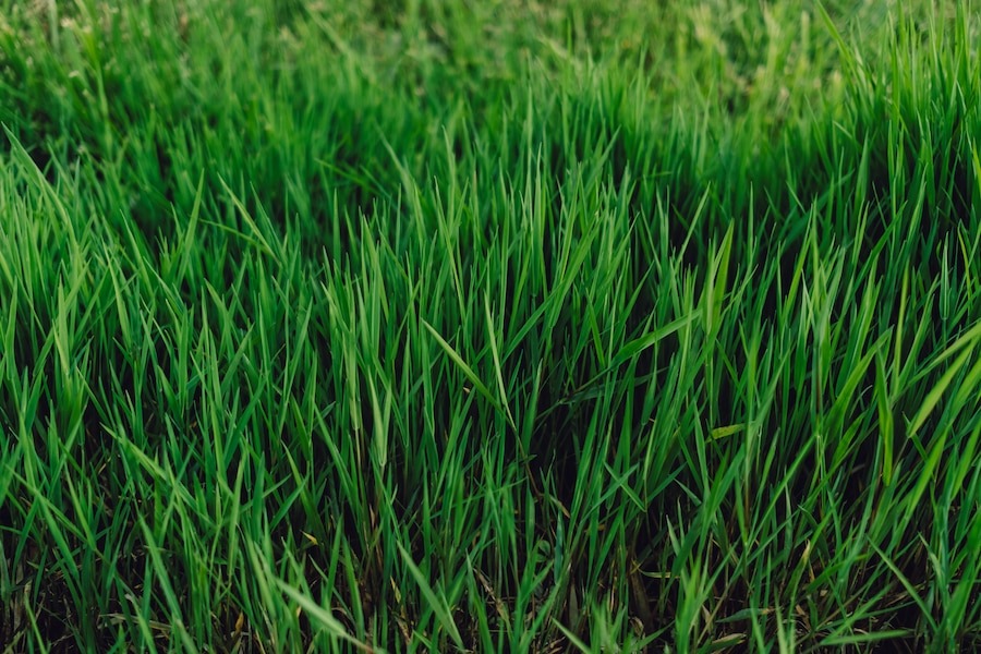 Buffalo grass price