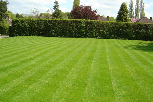 lawn fertilization service