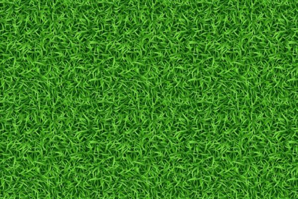 types of turf