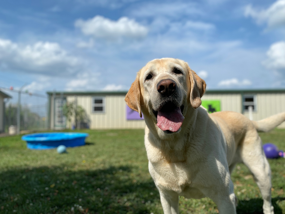 Dog Daycare