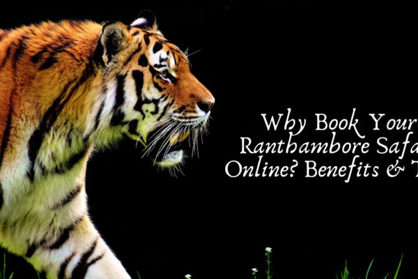 Experience Ranthambore A Complete Online Safari Booking Guide