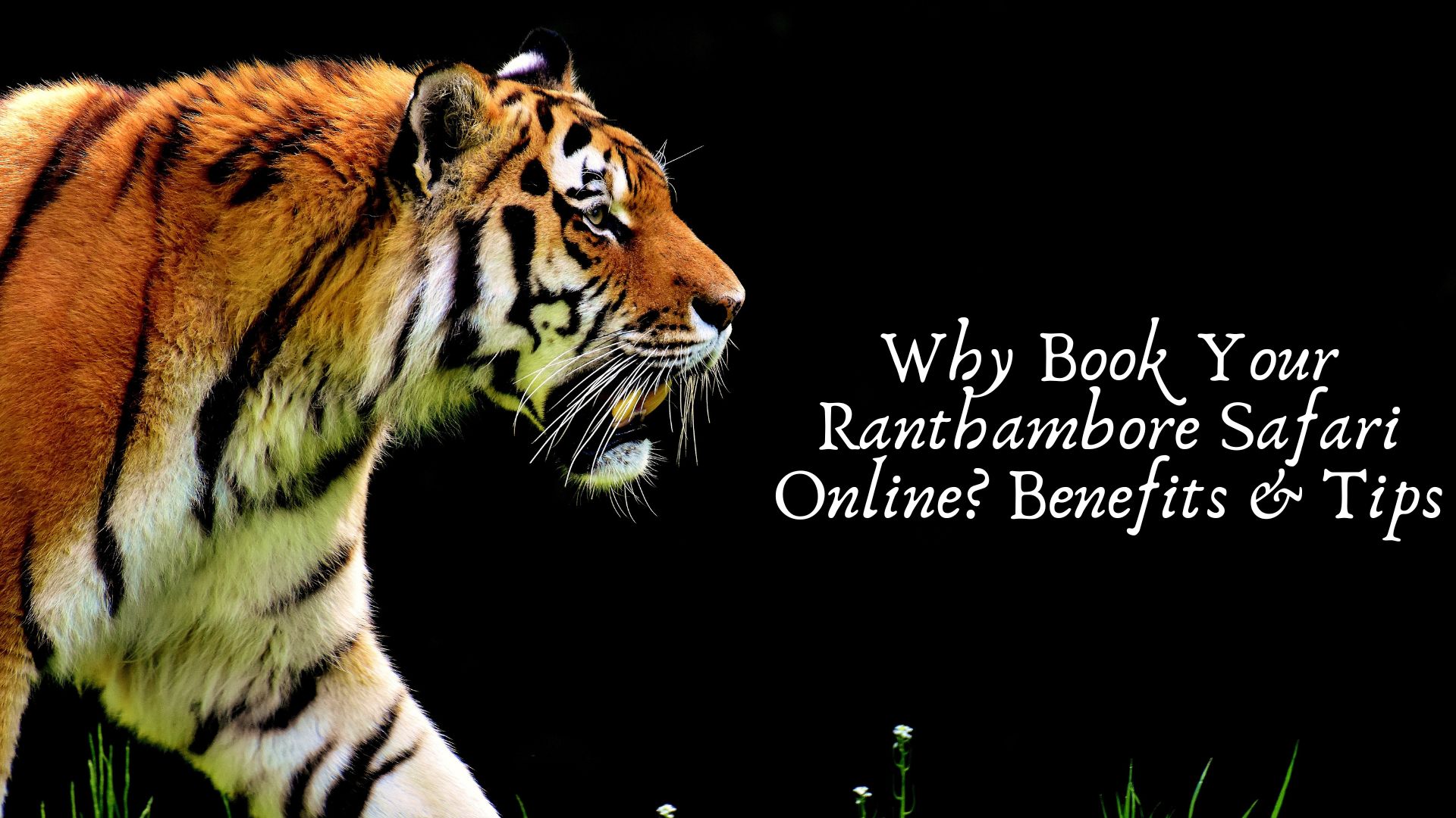Experience Ranthambore A Complete Online Safari Booking Guide
