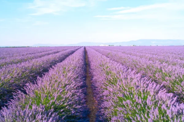 Lavender farms in California