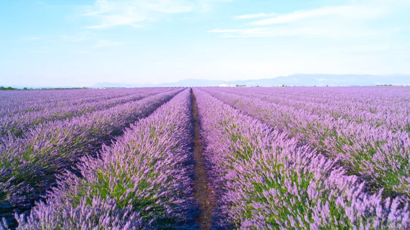 Lavender farms in California