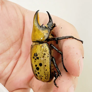 live rhino beetles for sale