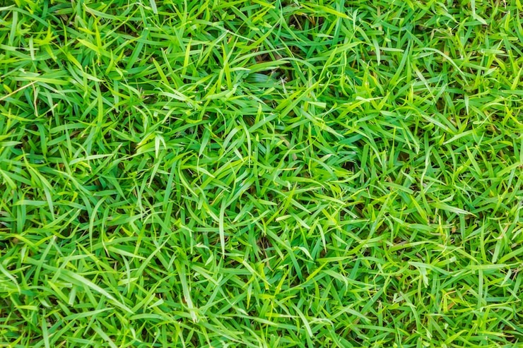 types of turf