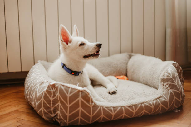 Dog beds in Australia