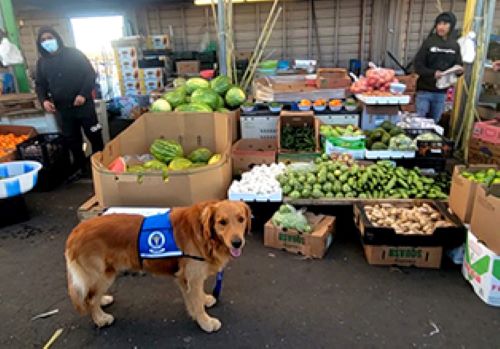 service dog Michigan